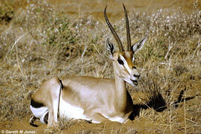 Thomson's Gazelle, Samburu 011022