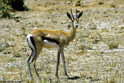 Thomson's Gazelle, Samburu 020737