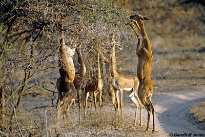 Gerenuk, Samburu 020419