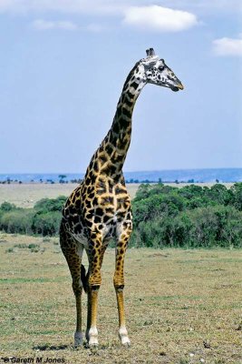 Giraffe, Masai Mara 011007