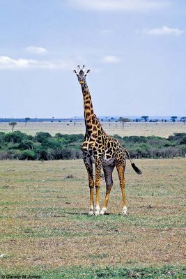 Giraffe, Masai Mara 011008