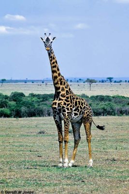 Giraffe, Masai Mara 011010