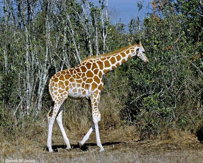 Reticulated Giraffe, Aberdare 010312