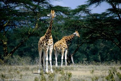 Giraffe, Nakuru 020333