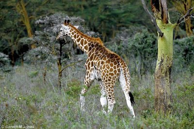 Giraffe, Nakuru 030333
