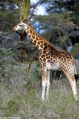 Giraffe, Nakuru 030337