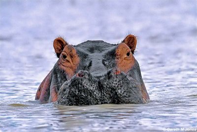 Hippopotamus, Baringo 010111