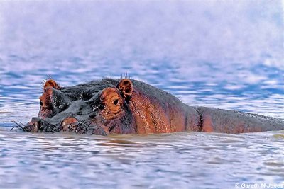 Hippopotamus, Baringo 010118