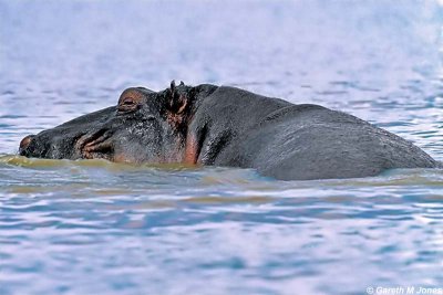 Hippopotamus, Baringo 010124