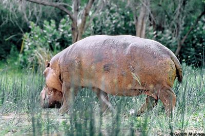 Hippopotamus, Baringo 010314