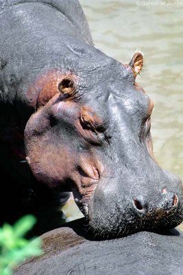 Hippopotamus, Masai Mara 011205