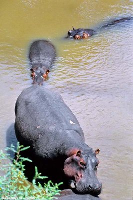 Hippopotamus, Masai Mara 011208