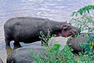 Hippopotamus, Masai Mara 011210