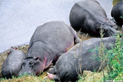Hippopotamus, Masai Mara 011211