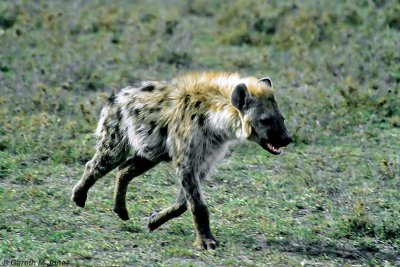 Spotted Hyena, Masai Mara 010312