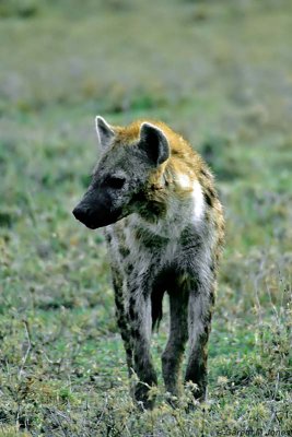 Spotted Hyena, Masai Mara 010405
