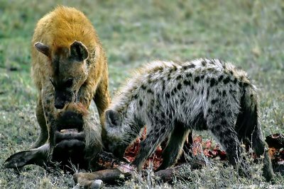 Spotted Hyena, Masai Mara 010410