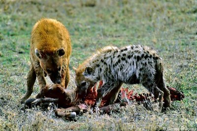 Spotted Hyena, Masai Mara 010413
