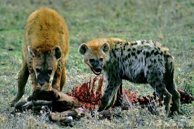 Spotted Hyena, Masai Mara 010414