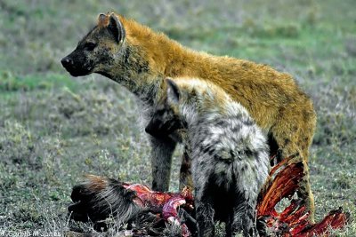 Spotted Hyena, Masai Mara 010419