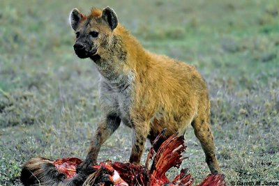 Spotted Hyena, Masai Mara 010436
