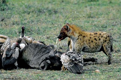 Spotted Hyena, Masai Mara 010523