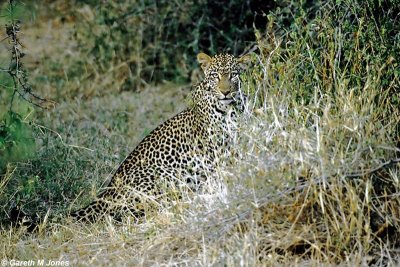 Leopard, Samburu 011413