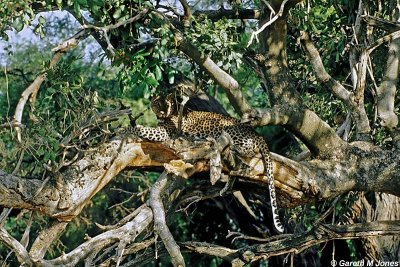 Leopard, Samburu 020211
