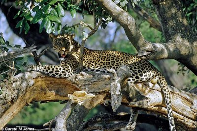 Leopard, Samburu 020219