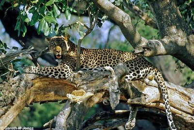 Leopard, Samburu 020220