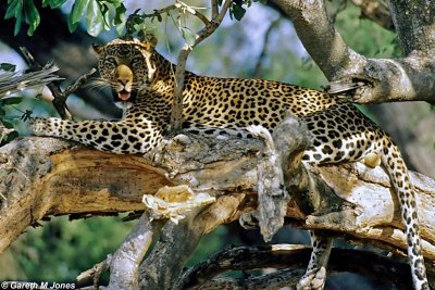 Leopard, Samburu 020221
