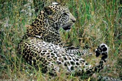 Leopard, Tsavo West 010321