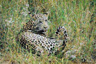 Leopard, Tsavo West 010323