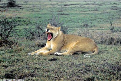 Lion, Masai Mara 010502