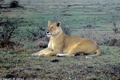 Lion, Masai Mara 010508