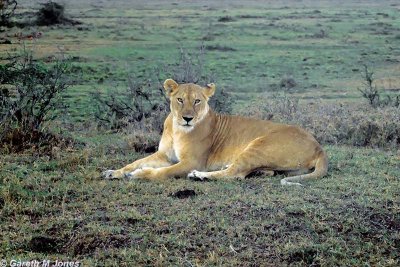 Lion, Masai Mara 010510