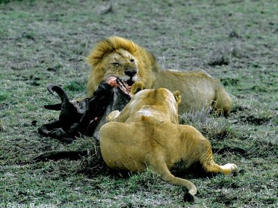 Lion, Masai Mara 010601