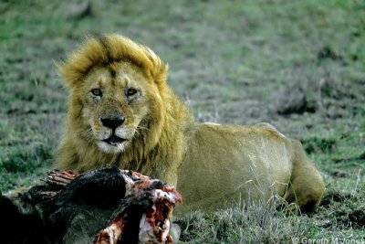 Lion, Masai Mara 010608