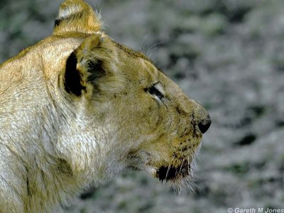 Lion, Masai Mara 010610