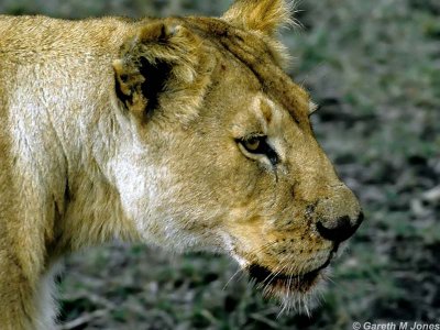 Lion, Masai Mara 010611