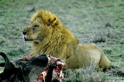 Lion, Masai Mara 010614