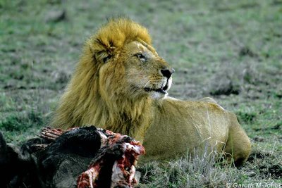 Lion, Masai Mara 010619