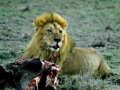 Lion, Masai Mara 010623