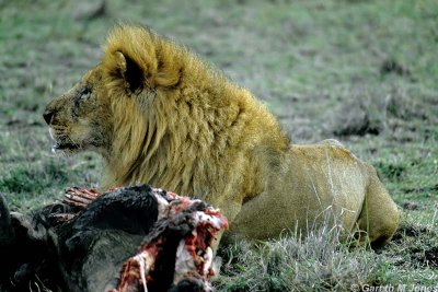 Lion, Masai Mara 010624