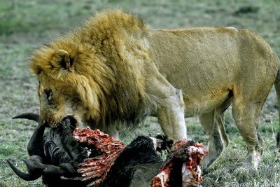 Lion, Masai Mara 010625