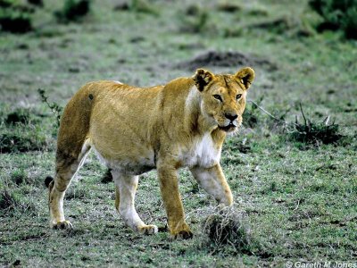 Lion, Masai Mara 010632
