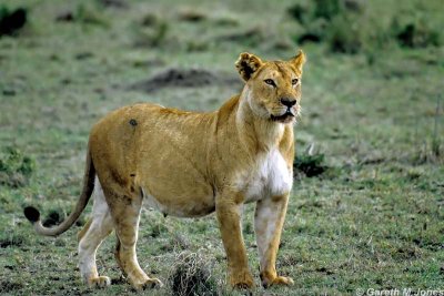 Lion, Masai Mara 010633
