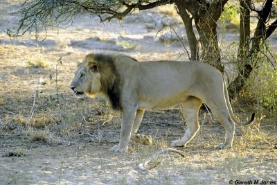 Lion, Samburu 010904