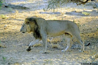 Lion, Samburu 010905