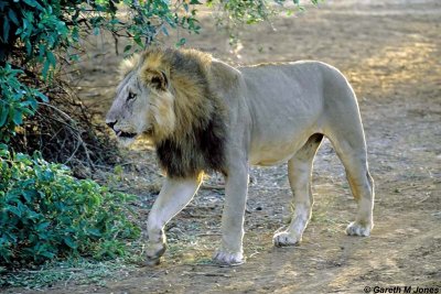 Lion, Samburu 010909